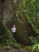 A huge silk cotton tree (Ceiba pentandra, Malvaceae) with huge buttress roots size of the person (coauthor Tapani Hegewald) about 1,90 m