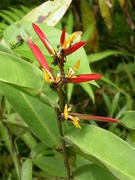 Beautiful flowers of the jungle: Heliconia