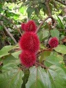 Fruits of lipstick tree or Annatto (Bixa orellana), used as spice or for skin painting