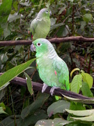 Parrots of the jungle