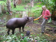 Tapir feeding at the butterfly farm (coauthor Pirkko Hegewald)
