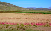 between Puno and Juliaca, field with Chinoa