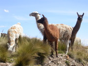Alpacas at pass La Raya
