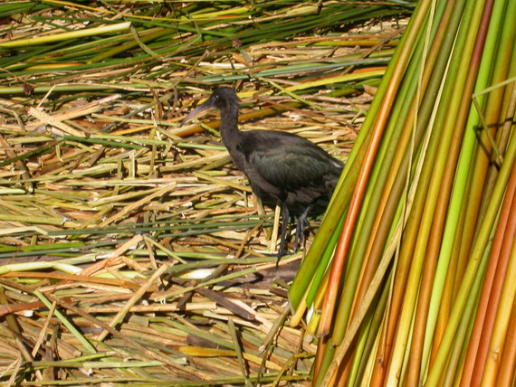 Lake Titicaca, aquatic bird