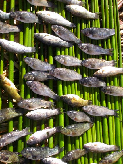Lake Titicaca, the fishes of the lake