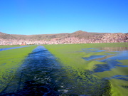 Lake Titicaca, bay of Puno, on the water a dense cover of water lens (Lemna)