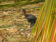 Lake Titicaca, aquatic bird