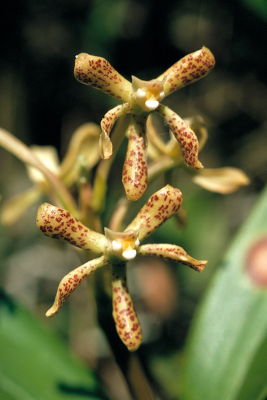 <em>Prosthechea vespa</em>, soil orchid, Aguas Machu Picchu
