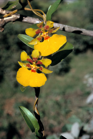 <em>Oncidium scansor</em>, climbing orchid, Aguas Calientes
