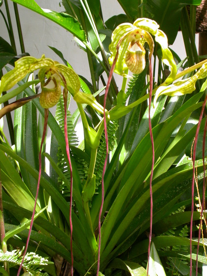 Phragmipedium caudatum, soil orchid, orchid trail, Aguas Calientes