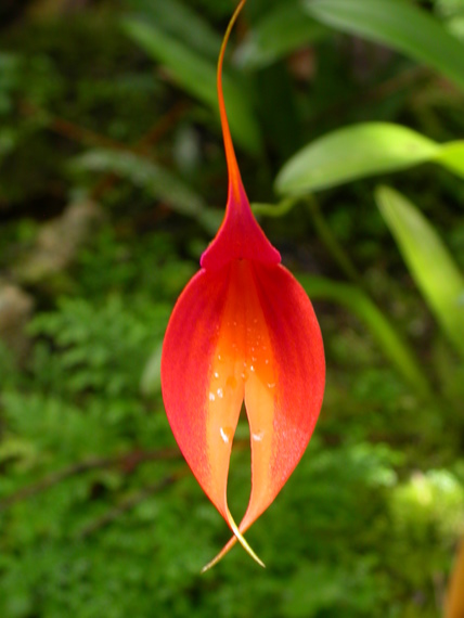 <em>Masdevallia veitschiana</em>, soil orchid, orchid trail, Aguas Calientes 	