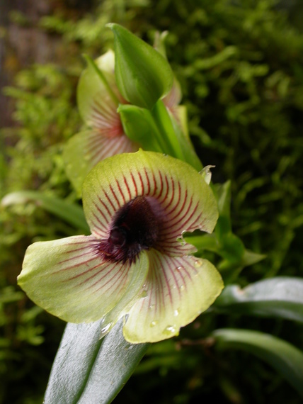 Telipogon semipictus, orchid trail, Aguas Calientes