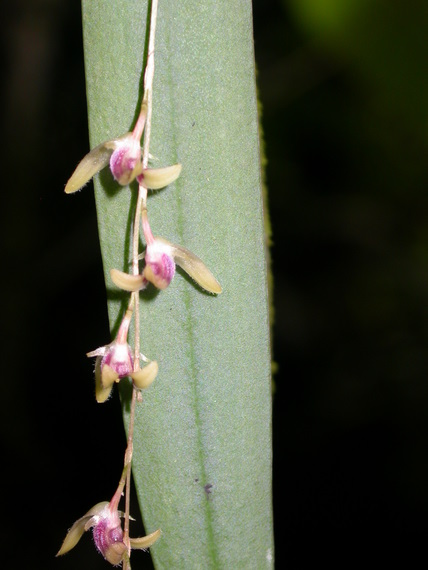 no name yet	epiphytic orchid, orchid trail, Aguas Calientes