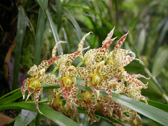 	no name yet	epiphytic orchid, orchid trail, Aguas Calientes
