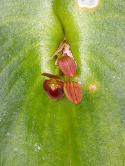 no name yet	epiphytic orchid, orchid trail, Aguas Calientes