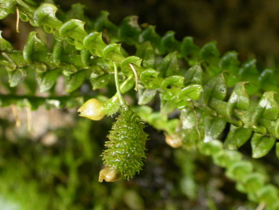 	no name yet	epiphytic orchid, orchid trail, Aguas Calientes