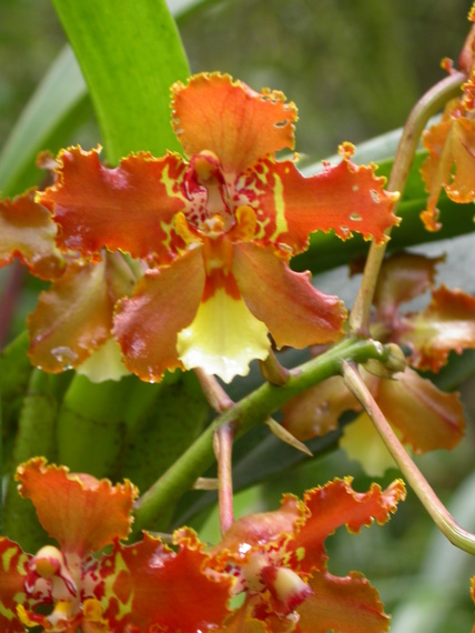 no name yet	orchid trail, Aguas Calientes