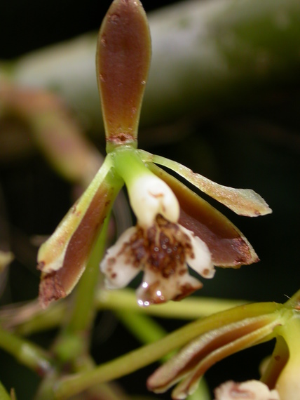 	no name yet   orchid, Aguas Calientes