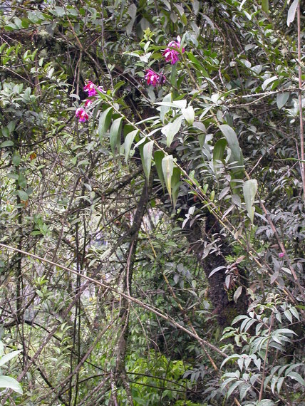 Sobralia dichotoma, a very high growing soil orchid, Machu Picchu