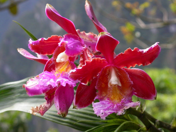 Sobralia dichotoma, soil orchid, , Machu Picchu
