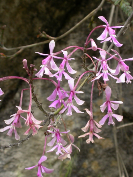 Epidendrum spec. soil	orchid, Machu Picchu