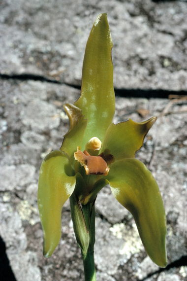 Lycaste gigantean, soil orchid, Machu Picchu