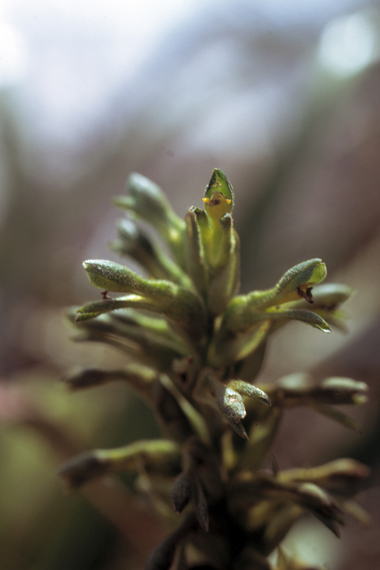 Pelexia spec. (det. Carmen Soto), soil orchid , Cerrro Chiputur by Trujillo