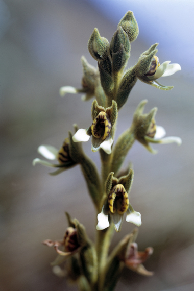  Pterichis silvestris, soil orchid, Calla Calla
