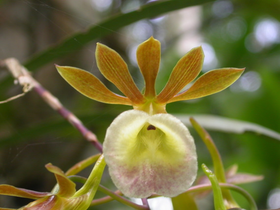 no name yet	epiphytic orchid, jungle by Iquitos