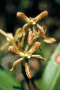 <em>Prosthechea vespa</em>, soil orchid, Aguas Machu Picchu