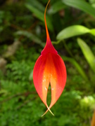 Masdevallia veitschiana, soil orchid, orchid trail, Aguas Calientes 