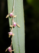 Pleurothallis cf lamellaris	epiphytic orchid, orchid trail, Aguas Calientes