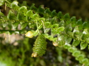 no name yet	epiphytic orchid, orchid trail, Aguas Calientes