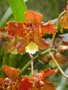 no name yet	orchid trail, Aguas Calientes