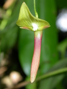 Pleurothallis ruberrima, soil orchid, Aguas Calientes
