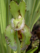 Lycastre fimbriatum, soil orchid, Aguas Calientes
