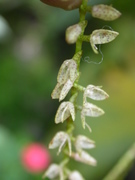 no name yet, orchid, Aguas Calientes