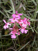 Epidendrum secundum, soil orchid, Machu Picchu