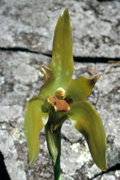 Lycaste gigatean, soil orchid, Machu Picchu