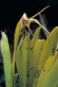 Masdevalia spec., epiphytic orchid, Oxapampa