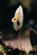 Pleurothallis spec, epiphytic orchid, Oxapampa