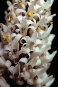 Porphyrostachys pilifera var. alba (det. Carmen Soto), soil orchid in the mountains between Trujillo and Otuzco