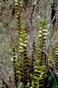Pachyphyllum spec.,  soil orchid, Calla Calla