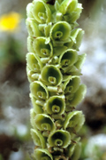 Altensteinia fimbriata, soil orchid, Dpto. Abancay