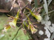 no name yet	epiphytic orchid, jungle by Iquitos