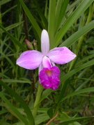Cattleya spec., epiphytic orchid, jungle by Iquitos